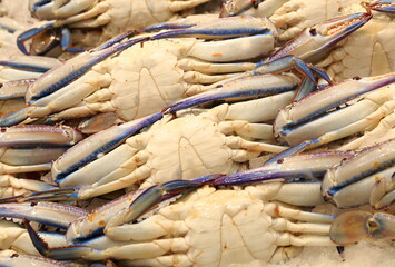 Fish market, fresh blue crab