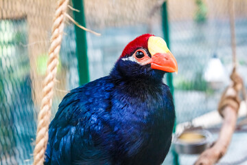 Beautiful dark blue tropical bird with orange and bright yellow beak and red head sits on the branch.