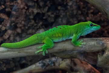 Naklejka na ściany i meble Madagascar giant day gecko. Tropical green lizard on branch.
