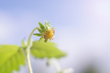 Green little strawberry on a blue sky background with copy space. Macro photo close-up, selective focus. Summer background