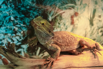 Small Green Iguana on branch.
