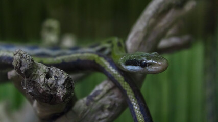 beautiful green snake coiling resting on tree branch