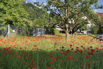 Flores, Plantas e &aacute;rvores