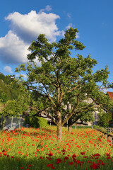 Flores, Plantas e árvores
