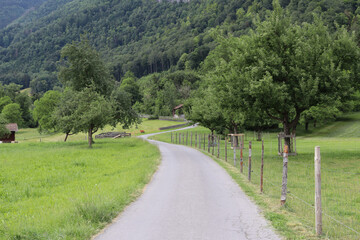 Flores, Plantas e árvores