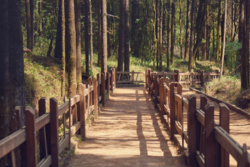 Camino en el bosque con un barandal de madera a los costados