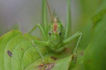 Eine große grüne Heuschrecke mit braunem Rücken auf grüne Blätter von vorne fotografiert. 