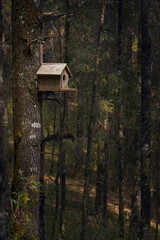 Casa para pajaro carpintero en medio del bosque con muchos arboles al fondo