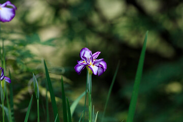 Iris flowers bloom in Tokyo in June