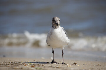 seagull on the beach