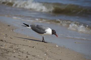 Seagull looking for food