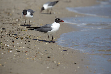 seagulls on the beach