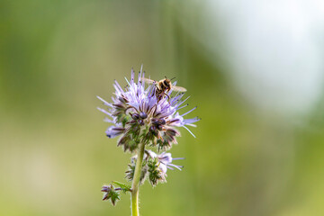Honey bee on phacelia flower
