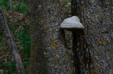 Fungus between two trees