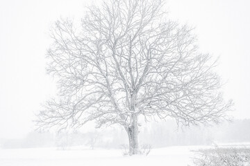 Fototapeta na wymiar a lone tree in the snowstorm