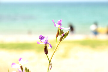 Purple weed flowers blooming on the beach