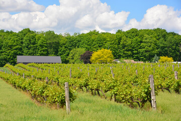 Vineyard Pigeon Hill Quebec Canada