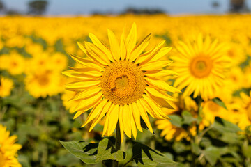 Obraz premium field of sunflowers in the summer