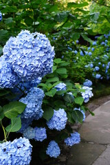 Blue hydrangea flowers and stone stairs at Meigetsuin temple in Kamakura, Japan.