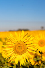 Fototapeta premium field of sunflowers in the summer
