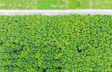 Aerial view over of rubber plantation in Thailand