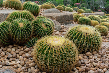 Naklejka na ściany i meble Cactus plant