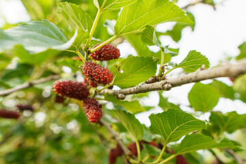 red mulberry on a branch