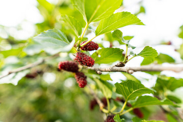 red mulberry on a branch