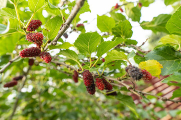 red mulberry on a branch