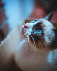 blue eyed cat