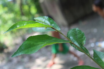 green leaf with water drops
