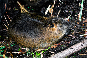 Nutria in its enclosure. Latin name - Myocastor coypus	