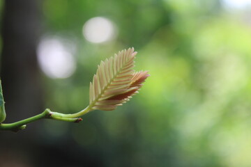 close up of a green leaf