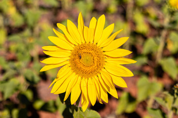 field of sunflowers in the summer
