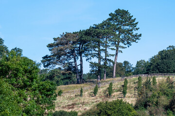 Pine trees in field of brown grass in the autumn
