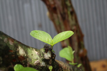 plant growing in the ground