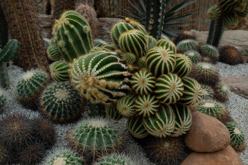 Fototapeta premium Cactus plant