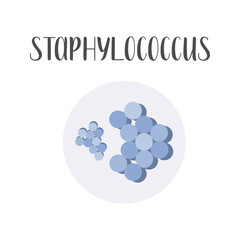 Staphylococcus. Bacteria classification. Spherical shapes of bacteria, cocci. Types and different forms of bacterial cells. Morphology. Microbiology. Vector flat illustration