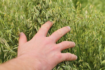 Field Of oat, man hand over harvest 