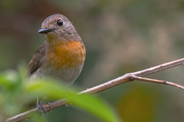 Blue Throated Flycatcher