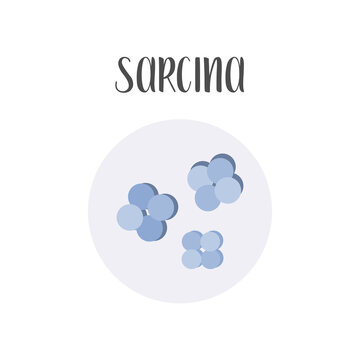 Obrázky Sarcina – procházejte fotografie, vektory a videa 488 | Adobe Stock