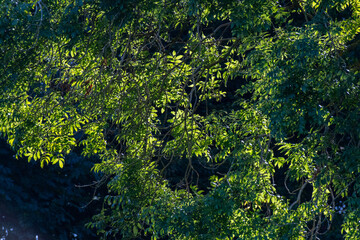 Green leaves on a summer tree