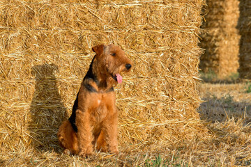 Airedale Terrier dog on the field with straw