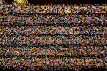 bee building honeycomb in bee farm, bee background