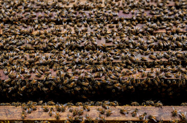 bee building honeycomb in bee farm, bee background