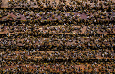 bee building honeycomb in bee farm, bee background