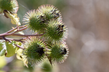Close up of seed heads in autumn