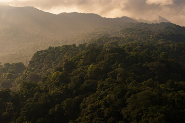A forest in Bali indonesia during sunrise hour.