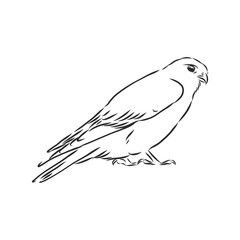 Black and white illustration. Sketch of bird for tattoo art. Detailed hand drawn eagle for tattoo on back. Falcon bird, vector sketch