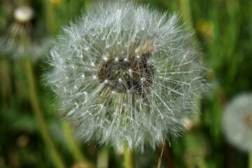 Fototapeta premium dandelion seed head